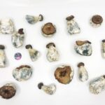 Gold Member (buy magic mushrooms online)